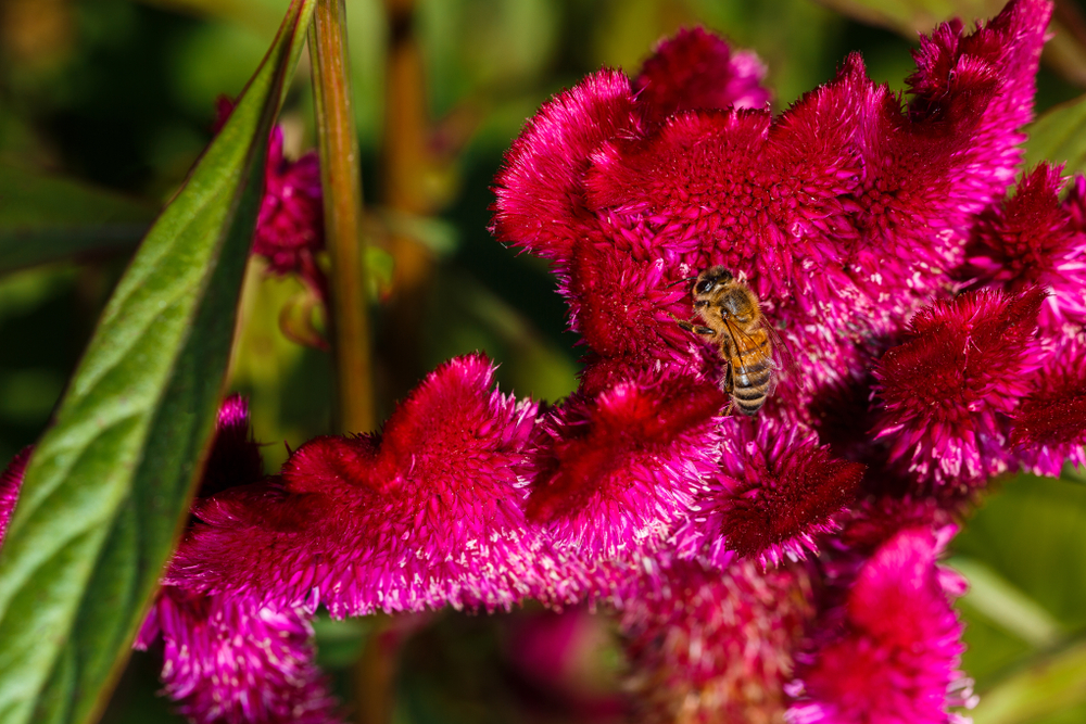 Cómo los cerebros de las abejas están formando la próxima generación de chips de computadora