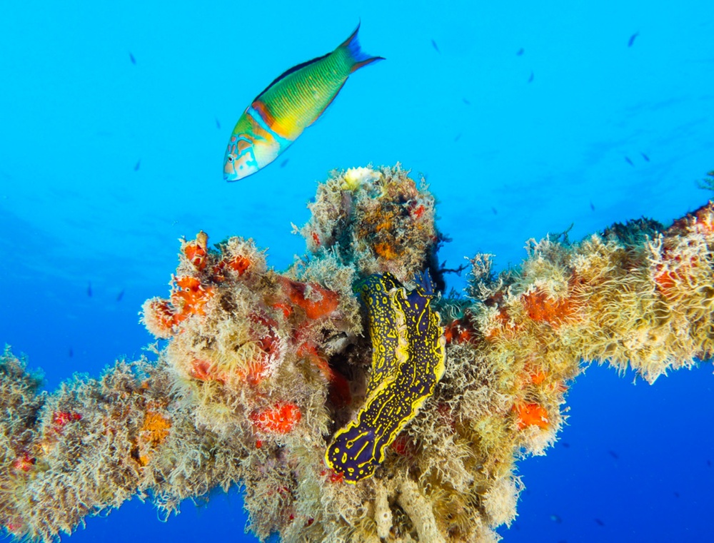 Los sensores oceánicos cambiarán la forma en que los científicos rastrean el ciclo del carbono oceánico