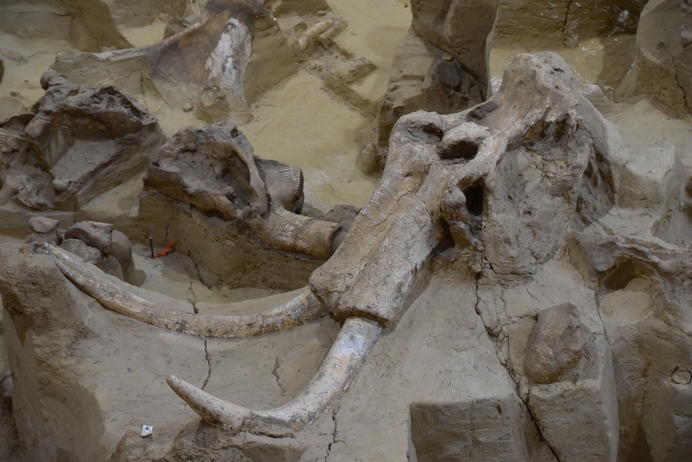 Huesos de mamut revelan secretos de los cazadores de la Edad del Hielo