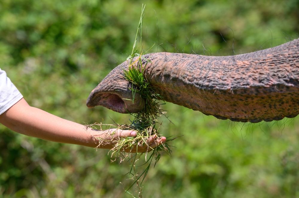 Una pinza robótica versátil inspirada en la trompa de un elefante