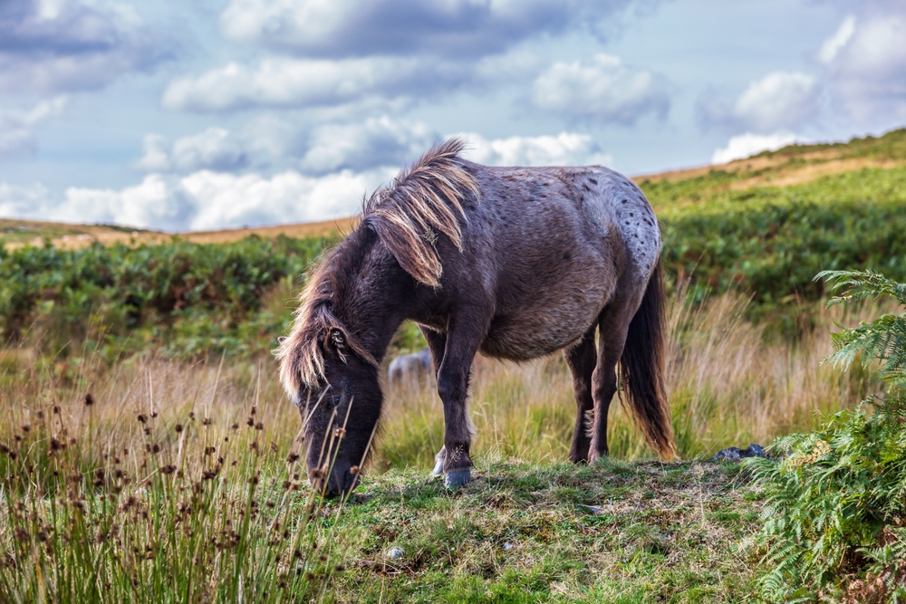 El sacrificio de ponis de Dartmoor aumenta el riesgo de incendios forestales, advierten los expertos