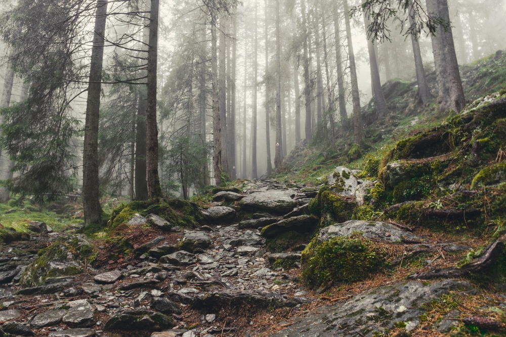 La lucha oculta por la biodiversidad para salvar los bosques de Europa