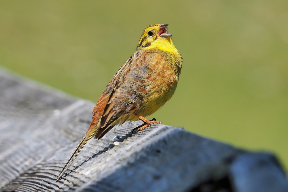 Los satélites ayudan a trazar el futuro de las aves agrícolas en desaparición en Europa