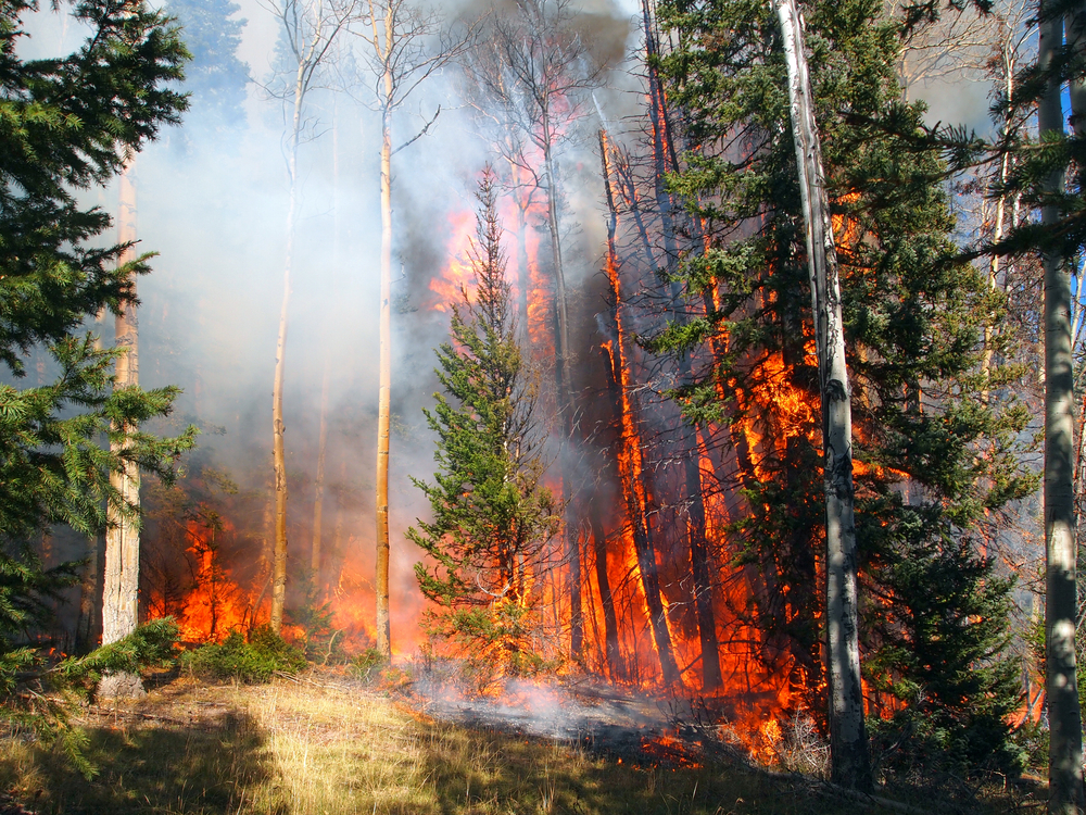 Los álamos podrían mejorar la gestión de incendios forestales
