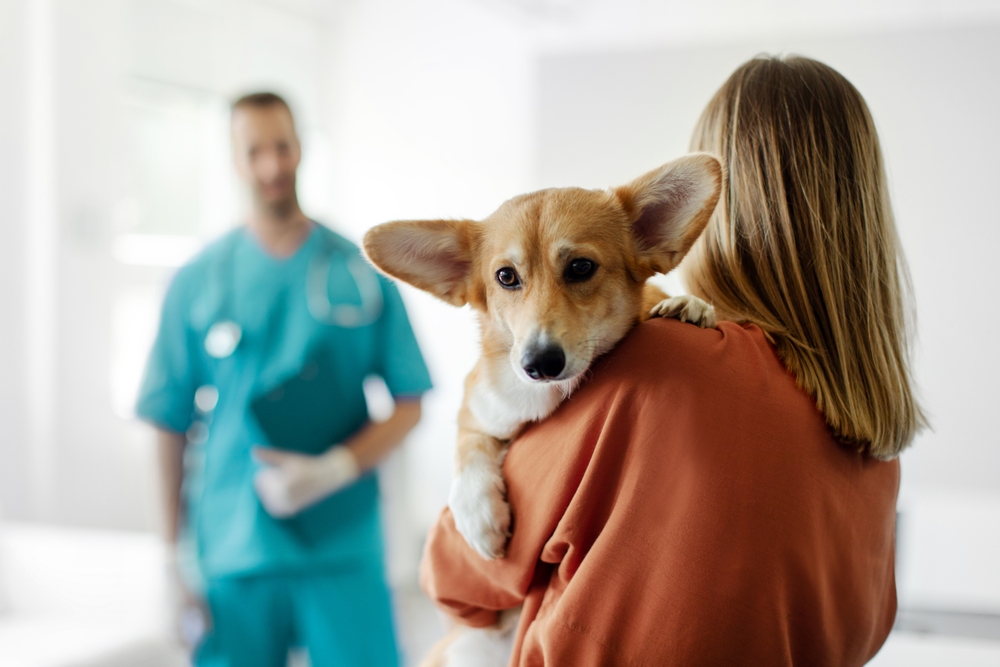 Kyrexa launches £1.5m funding round for revolutionary Rimcazole canine cancer treatment