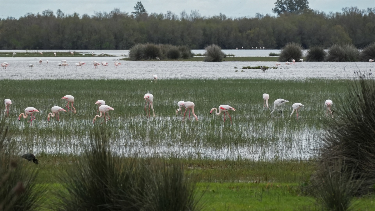 Archivan la causa por los pozos no autorizados de la finca de la Casa de Alba en Doñana