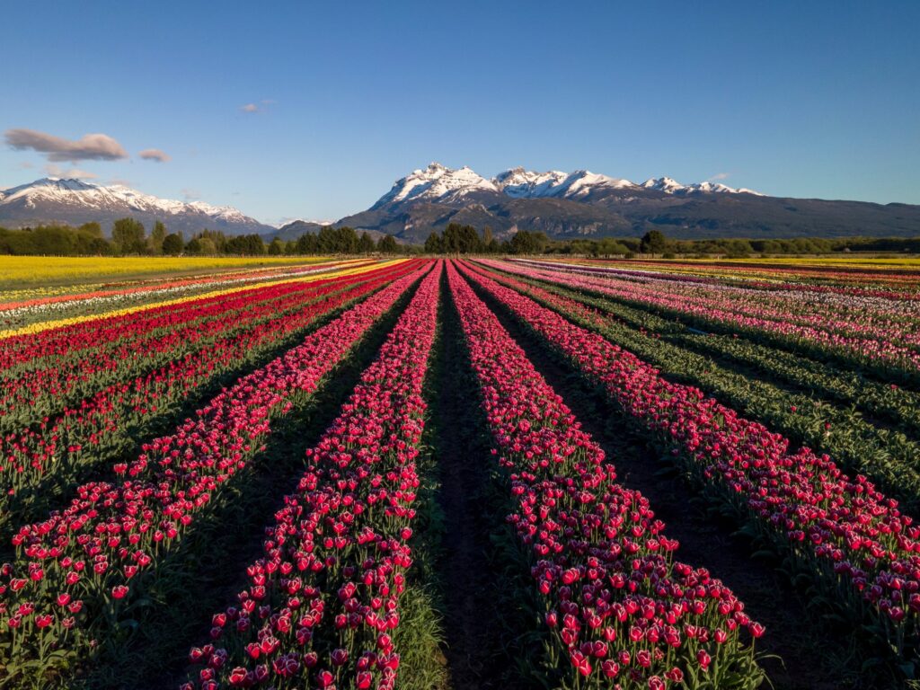 cuánto cuesta, cuándo es el mejor momento para ir y por qué la experiencia es distinta en cada primavera
