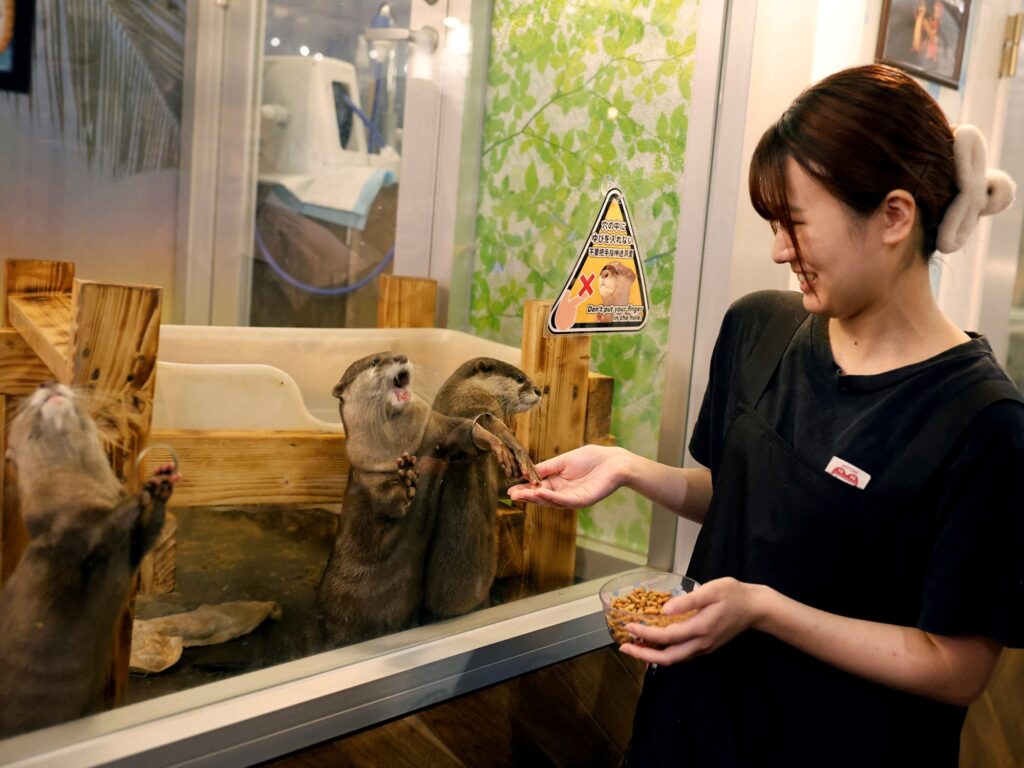 Japón pone la lupa sobre las populares cafeterías con animales