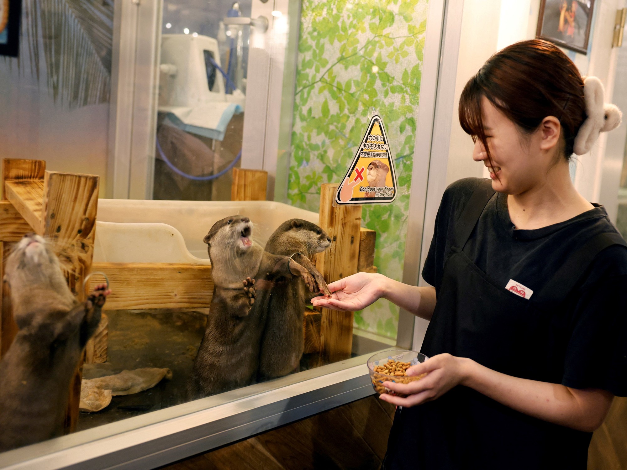 Japón pone la lupa sobre las populares cafeterías con animales